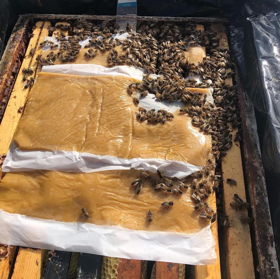 Brood Builder Patties 10 Pack