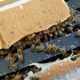 Apis Biologix Patties - 15% Real Pollen - 40 Pack