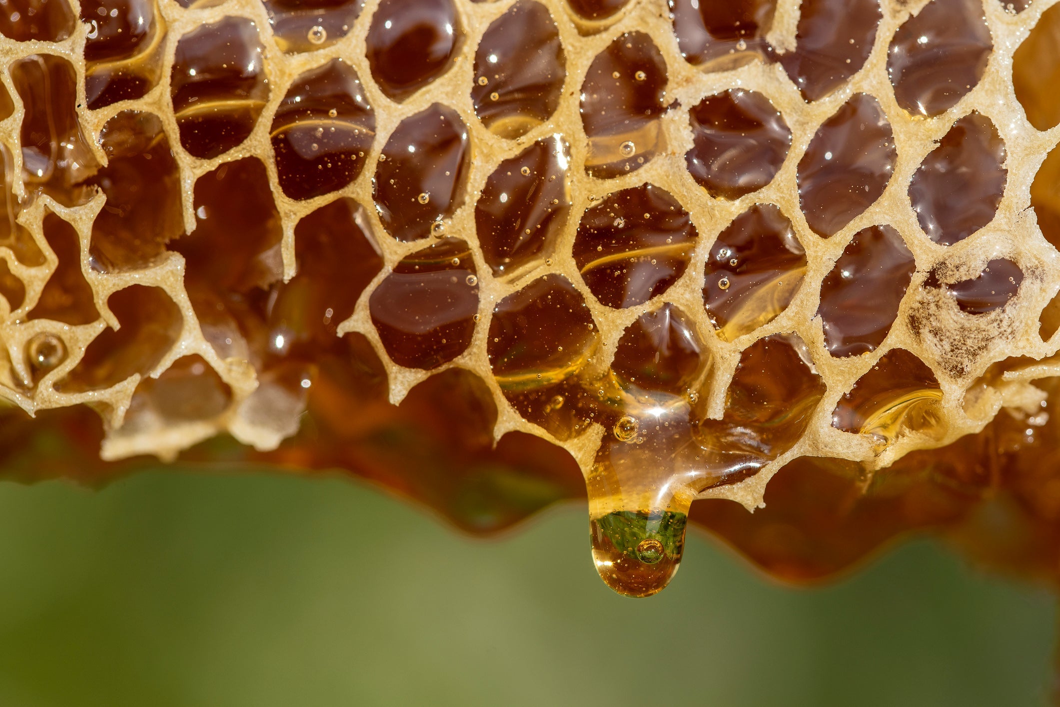 Honey Harvesting