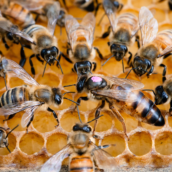 Queen Rearing
