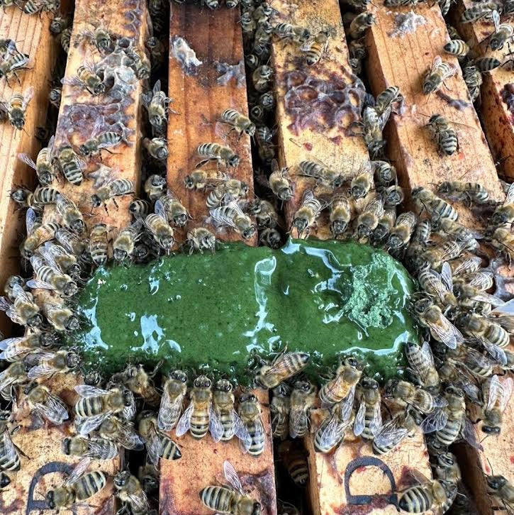 Bees around a green substance on wooden beehive frames