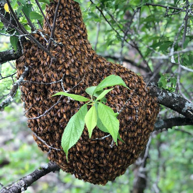 WHPA North Eastern Spring District Meeting