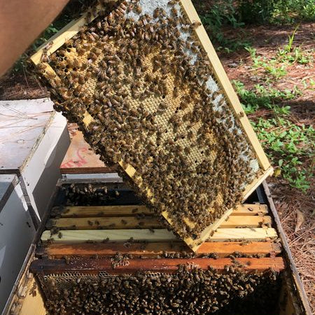 Single 10 Frame 9 5/8" Colony