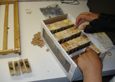 Golden West Queen Bee - Randy Oliver