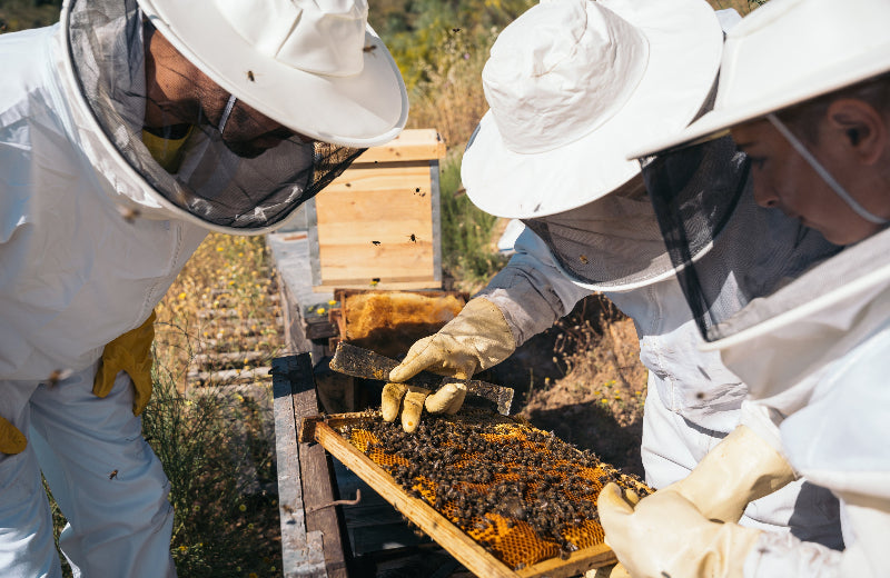 Hansen Honey Farm photo 4