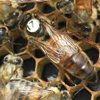 New World Carniolan Queen Bee