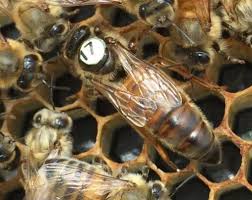 Honey Bees Archives - Hansen Honey Farm