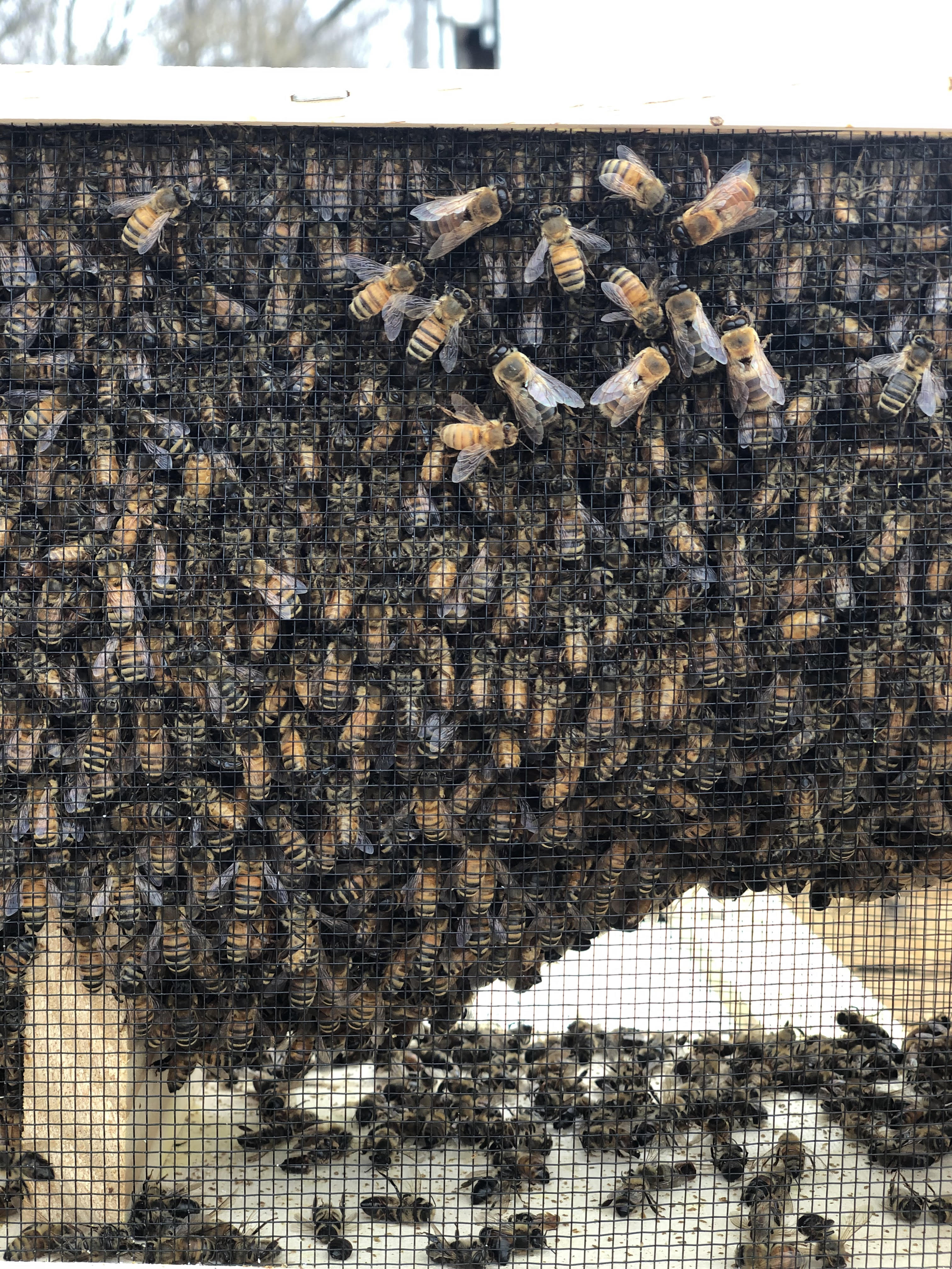 Package Bees, Spring 2024 Hansen Honey Farm