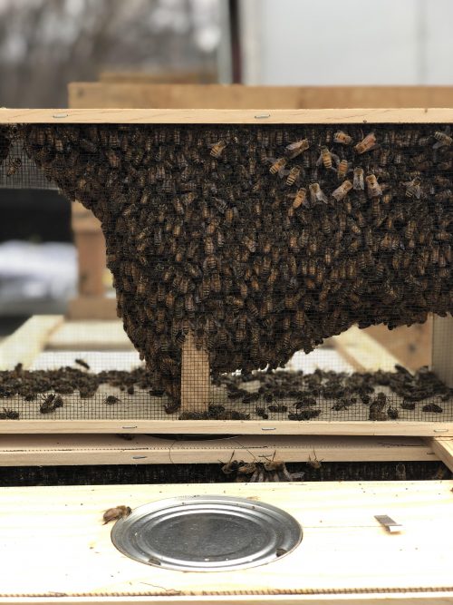 Package Bees, Spring 2022